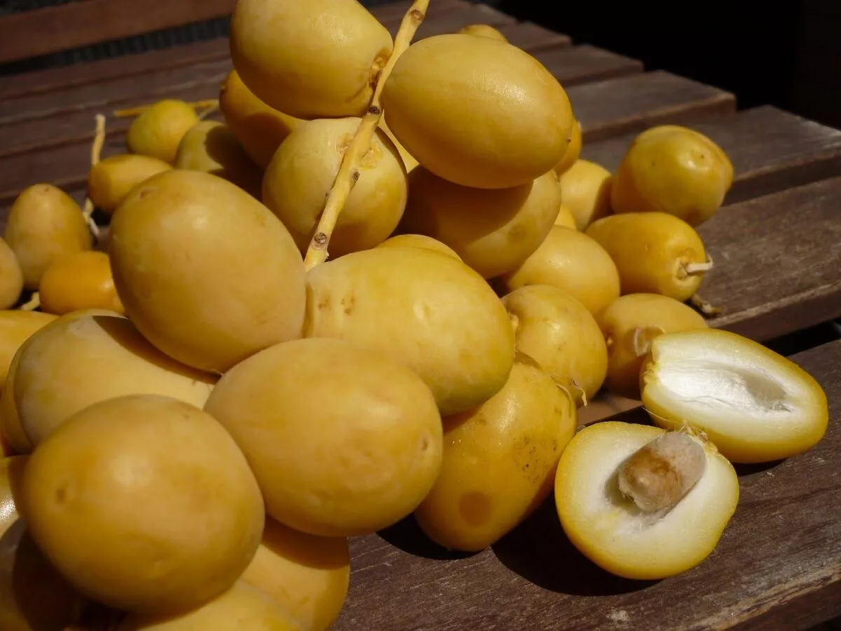 kurma muda segar