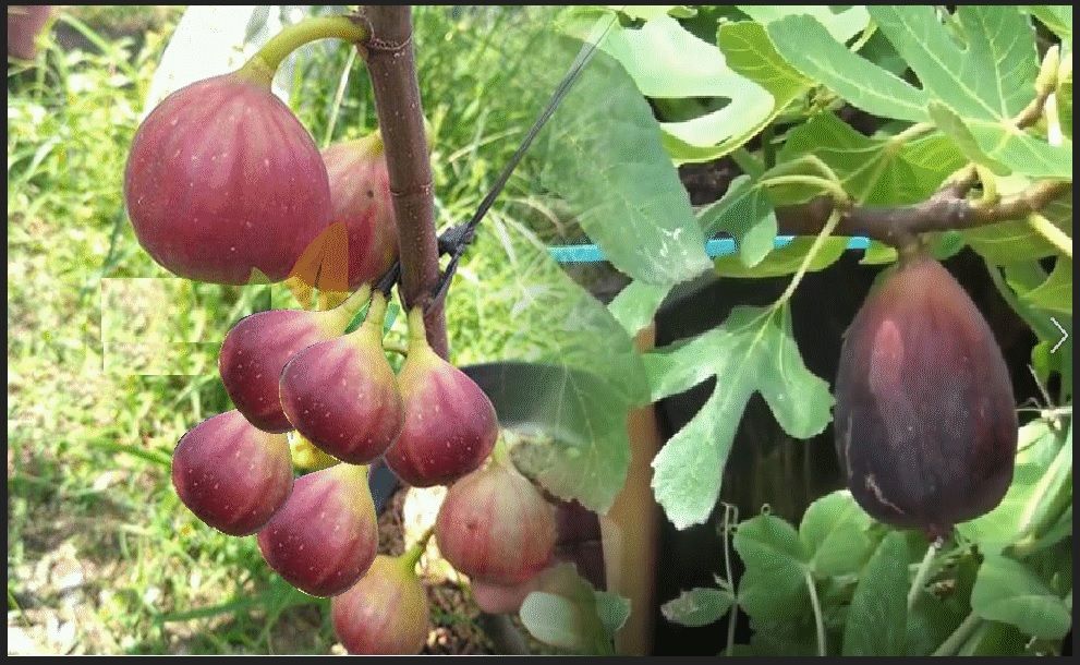 buah tin untuk obat asam lambung